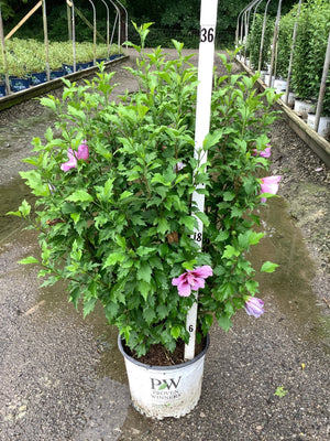 Purple Pillar Rose of Sharon shrub in a Proven Winners container displaying pink blooms and lush green foliage.