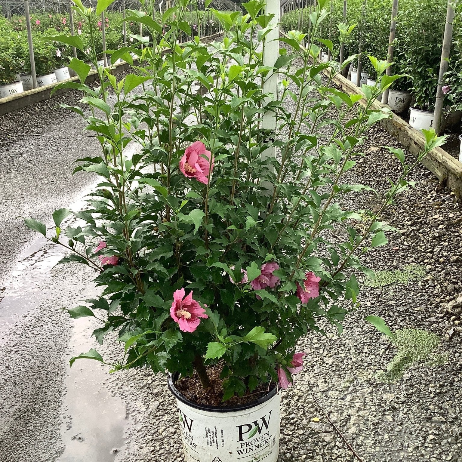Red Pillar Rose of Sharon shrub in a #3 Proven Winners container with pink blooms at a nursery.