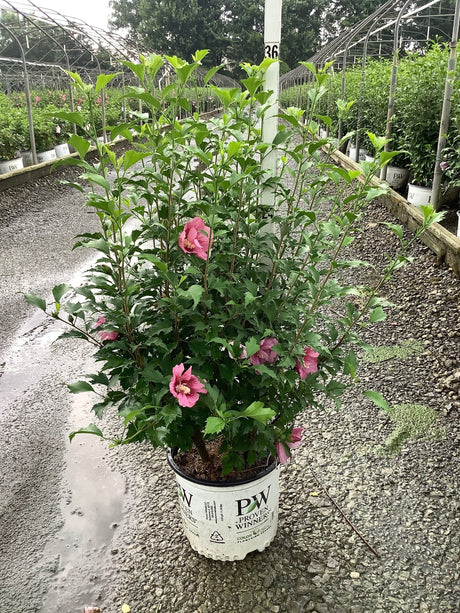 Red Pillar Rose of Sharon shrub in a #3 Proven Winners container with pink blooms at a nursery.