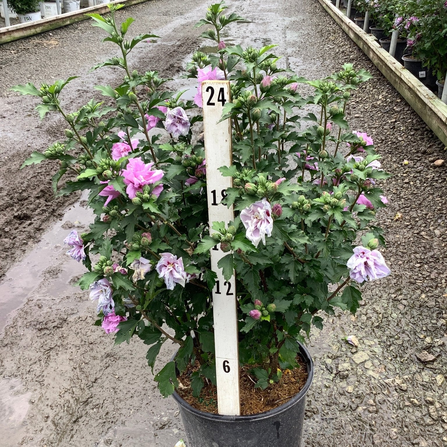 Ardens Rose of Sharon shrub in a nursery container displaying double pink and lavender blooms with a 24-inch measurement stake.