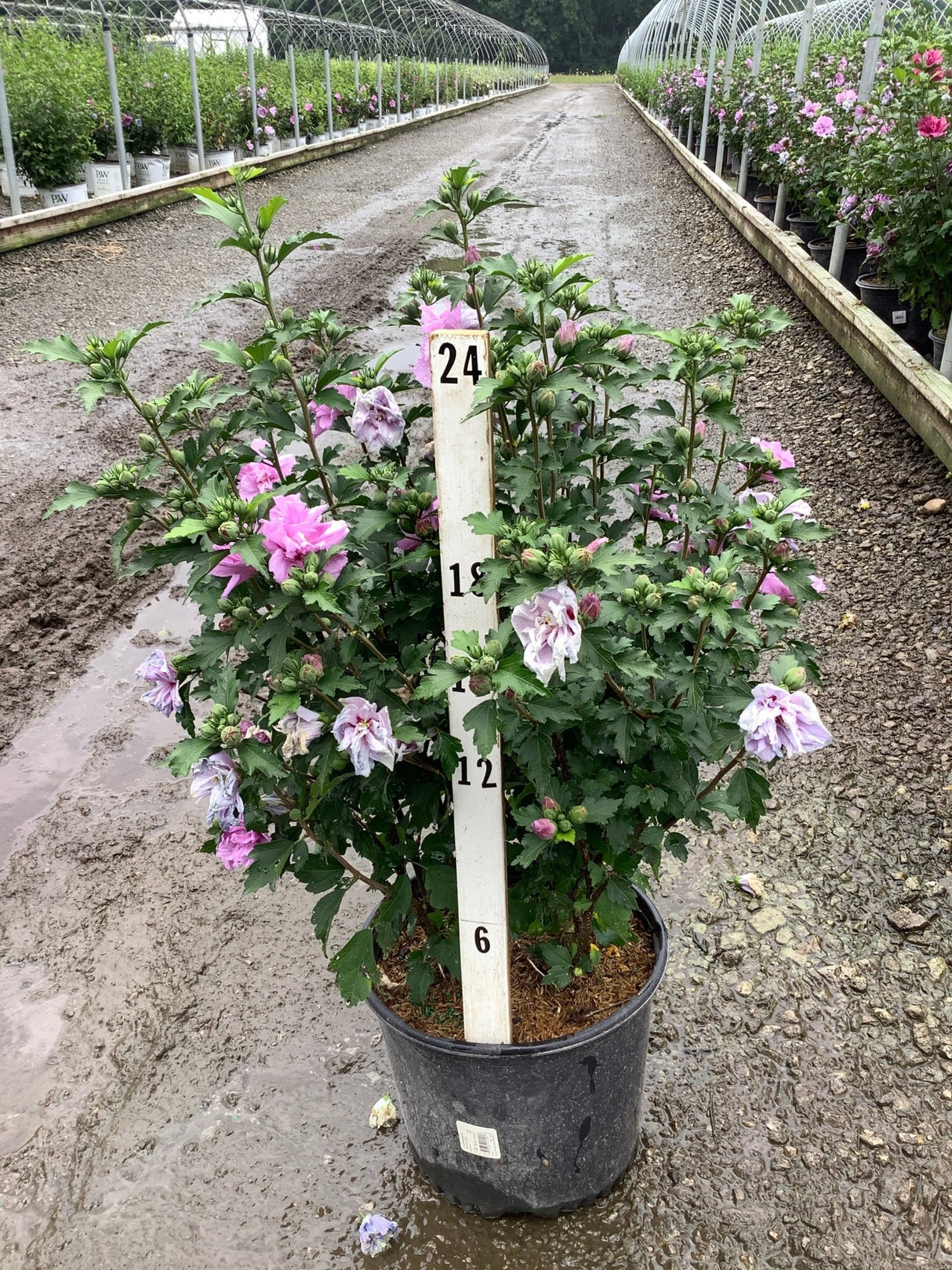 Ardens Rose of Sharon shrub in a nursery container displaying double pink and lavender blooms with a 24-inch measurement stake.