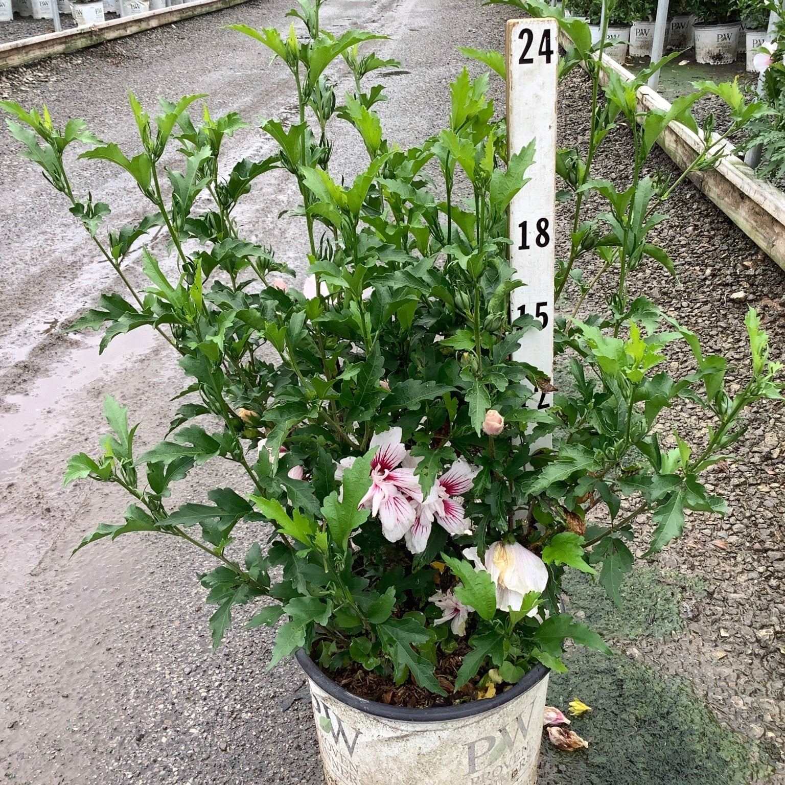 Starblast Chiffon Rose of Sharon shrub in a nursery container showing white blooms with deep red centers amid lush green foliage.