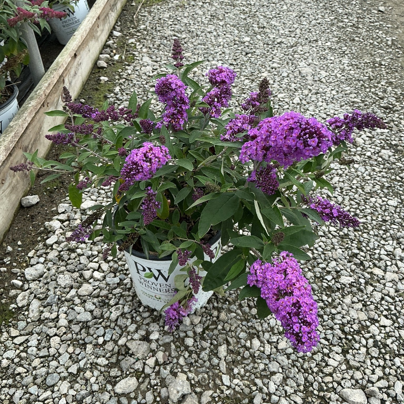 Pugster Periwinkle Butterfly Bush in a Proven Winners container displaying vivid purple blooms on a gravel nursery path.