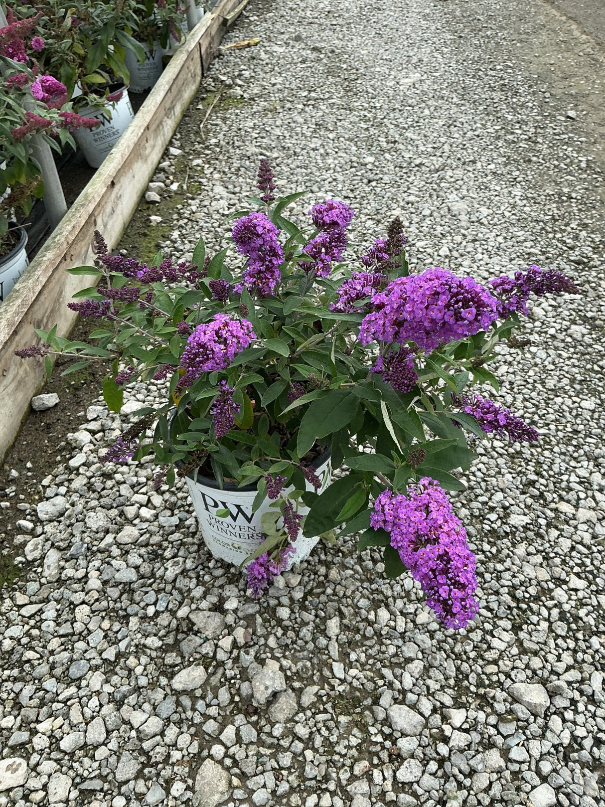Pugster Periwinkle Butterfly Bush in a Proven Winners container displaying vivid purple blooms on a gravel nursery path.