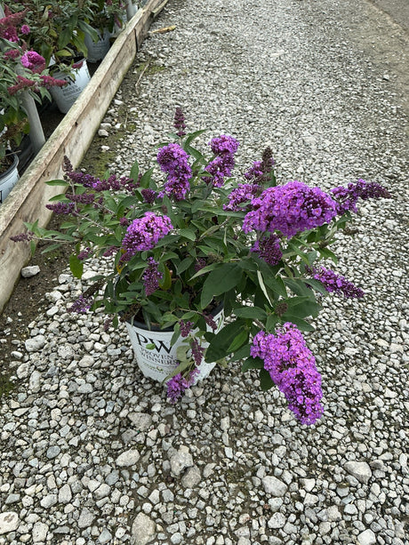 Pugster Periwinkle Butterfly Bush in a Proven Winners container displaying vivid purple blooms on a gravel nursery path.