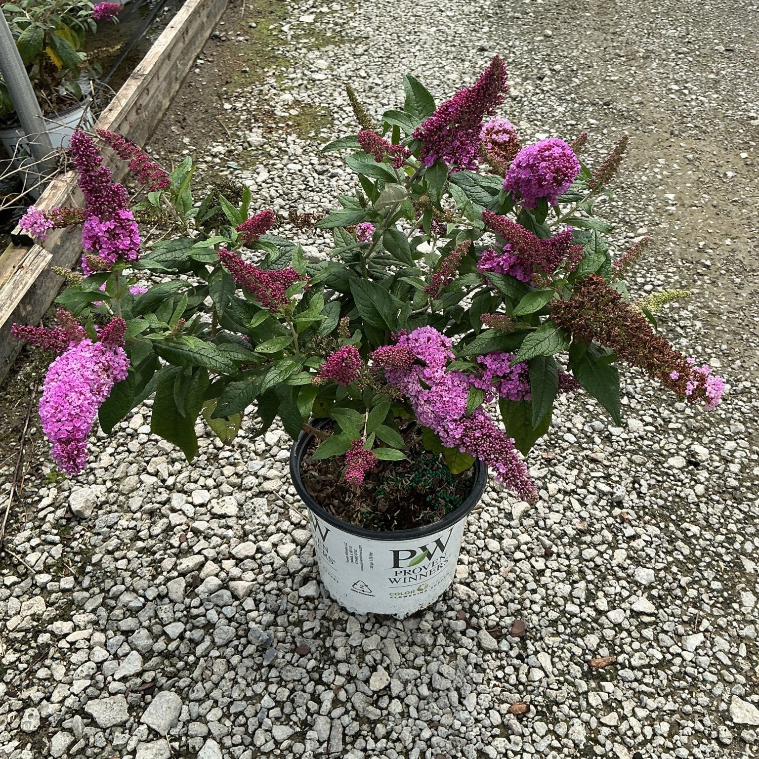 Pugster Pinker Butterfly Bush in a Proven Winners container, covered in bright pink-purple flower spikes on a gravel nursery path.