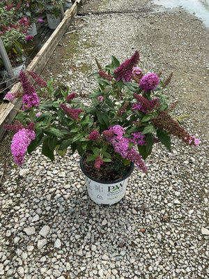 Pugster Pinker Butterfly Bush in a Proven Winners container, covered in bright pink-purple flower spikes on a gravel nursery path.