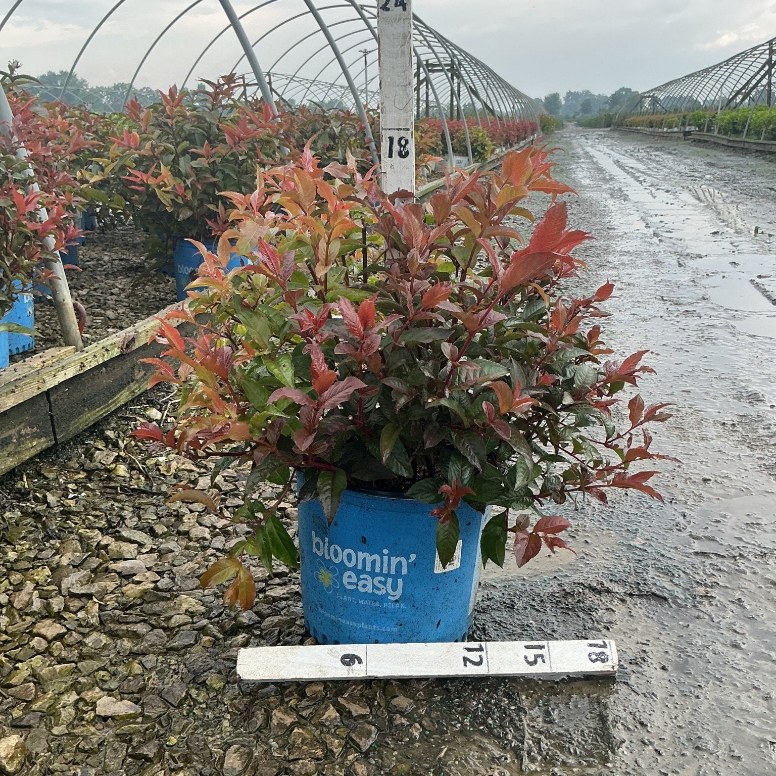 Firefly Nightglow Bush Honeysuckle in a blue #3 container showing vibrant red and bronze foliage at a nursery.