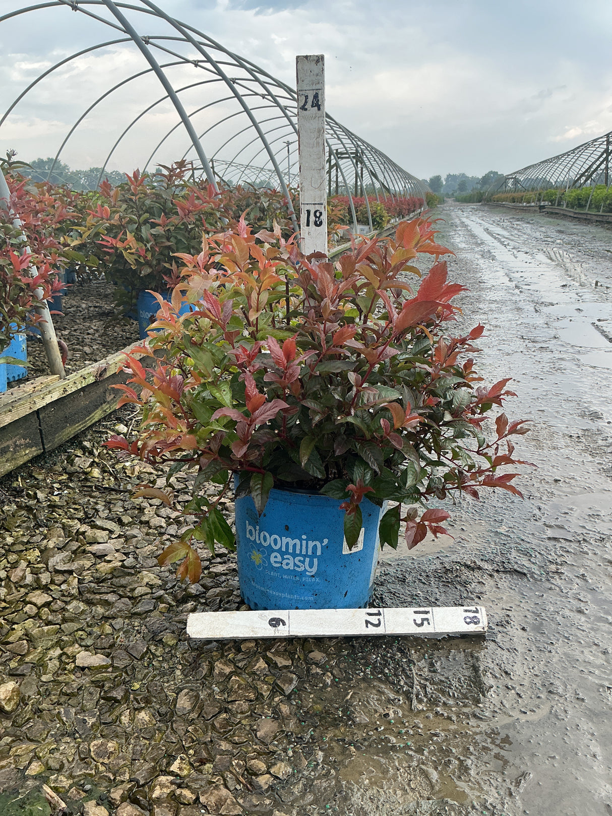 Firefly Nightglow Bush Honeysuckle in a blue #3 container showing vibrant red and bronze foliage at a nursery.