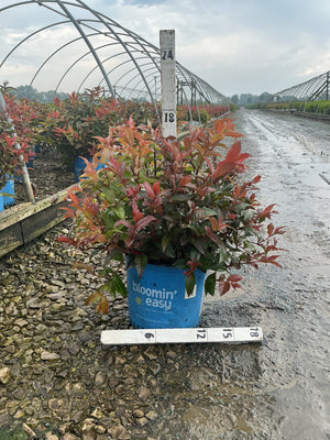 Firefly Nightglow Bush Honeysuckle in a blue #3 container showing vibrant red and bronze foliage at a nursery.