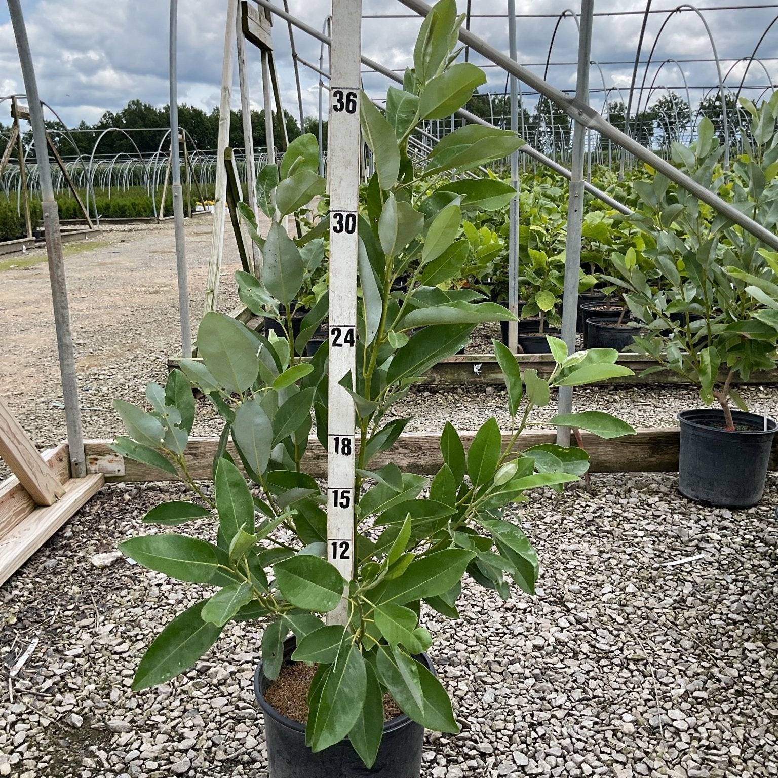 Moonglow Sweet Bay Magnolia tree in a #3 container, shown against a measurement stick at approximately 3-4 ft tall.