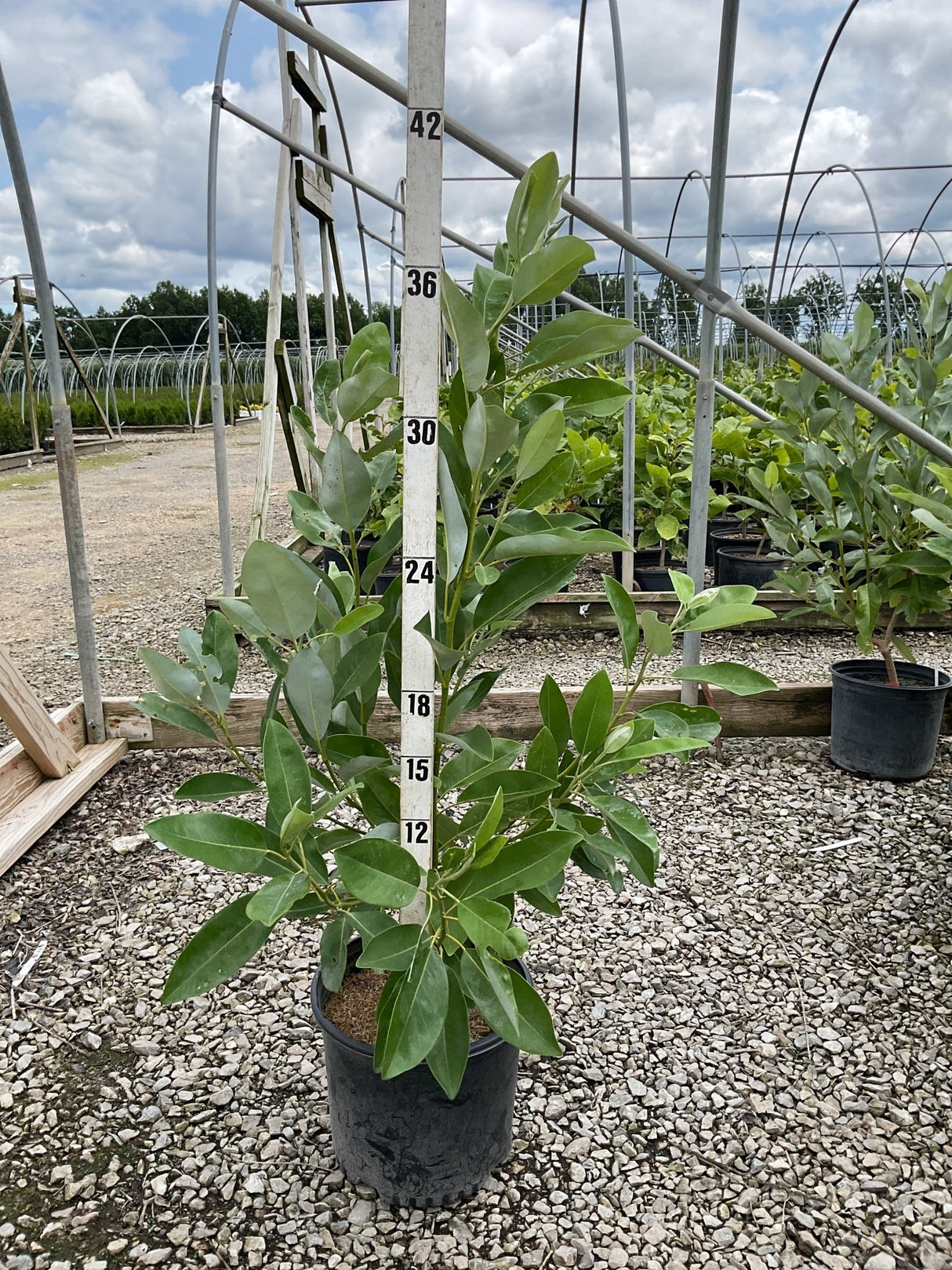 Moonglow Sweet Bay Magnolia tree in a #3 container, shown against a measurement stick at approximately 3-4 ft tall.