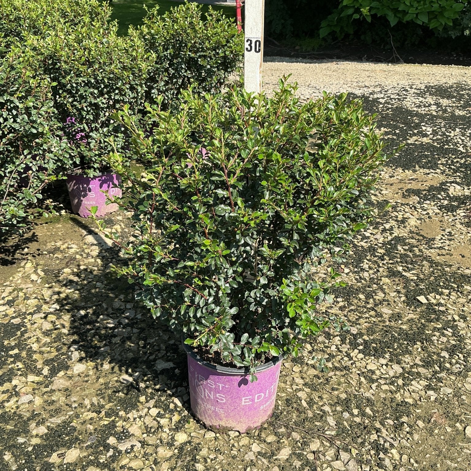 Autumn Inferno Cotoneaster shrub in a #3 container at a nursery, showing dense green foliage on upright stems.