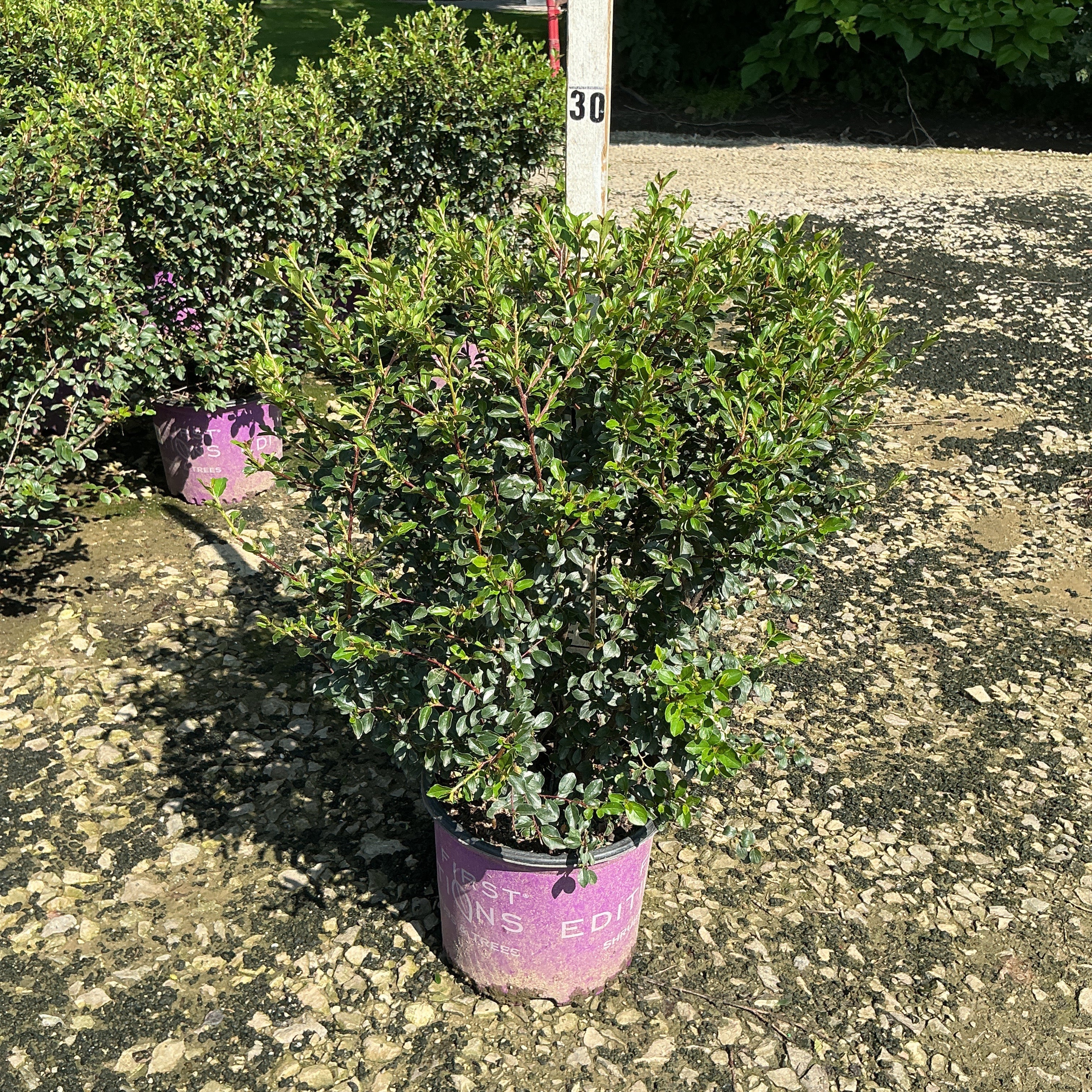 Autumn Inferno Cotoneaster shrub in a #3 container at a nursery, showing dense green foliage on upright stems.