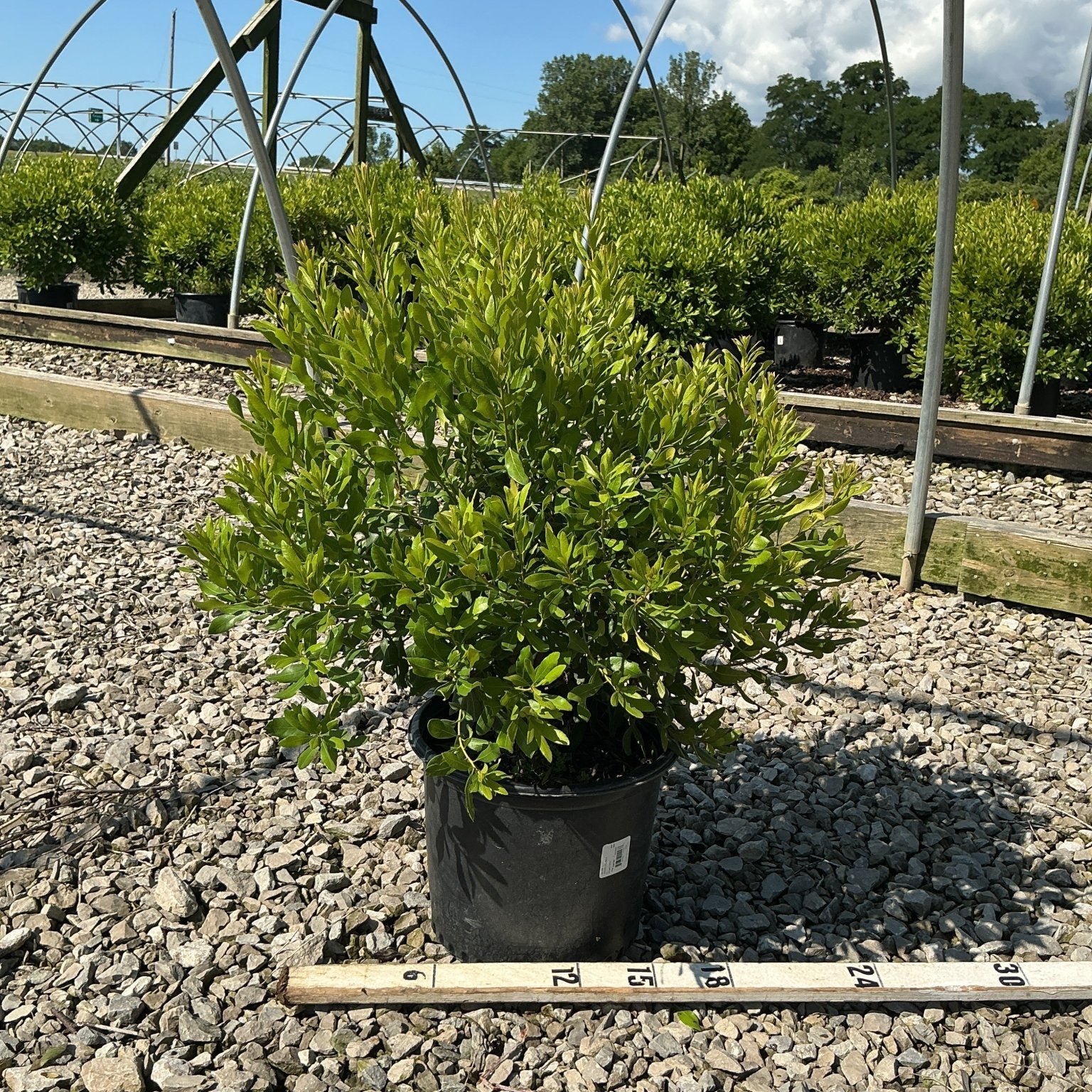 Northern Bayberry shrub in a #3 container displayed on gravel at a nursery, showing dense green foliage growth.
