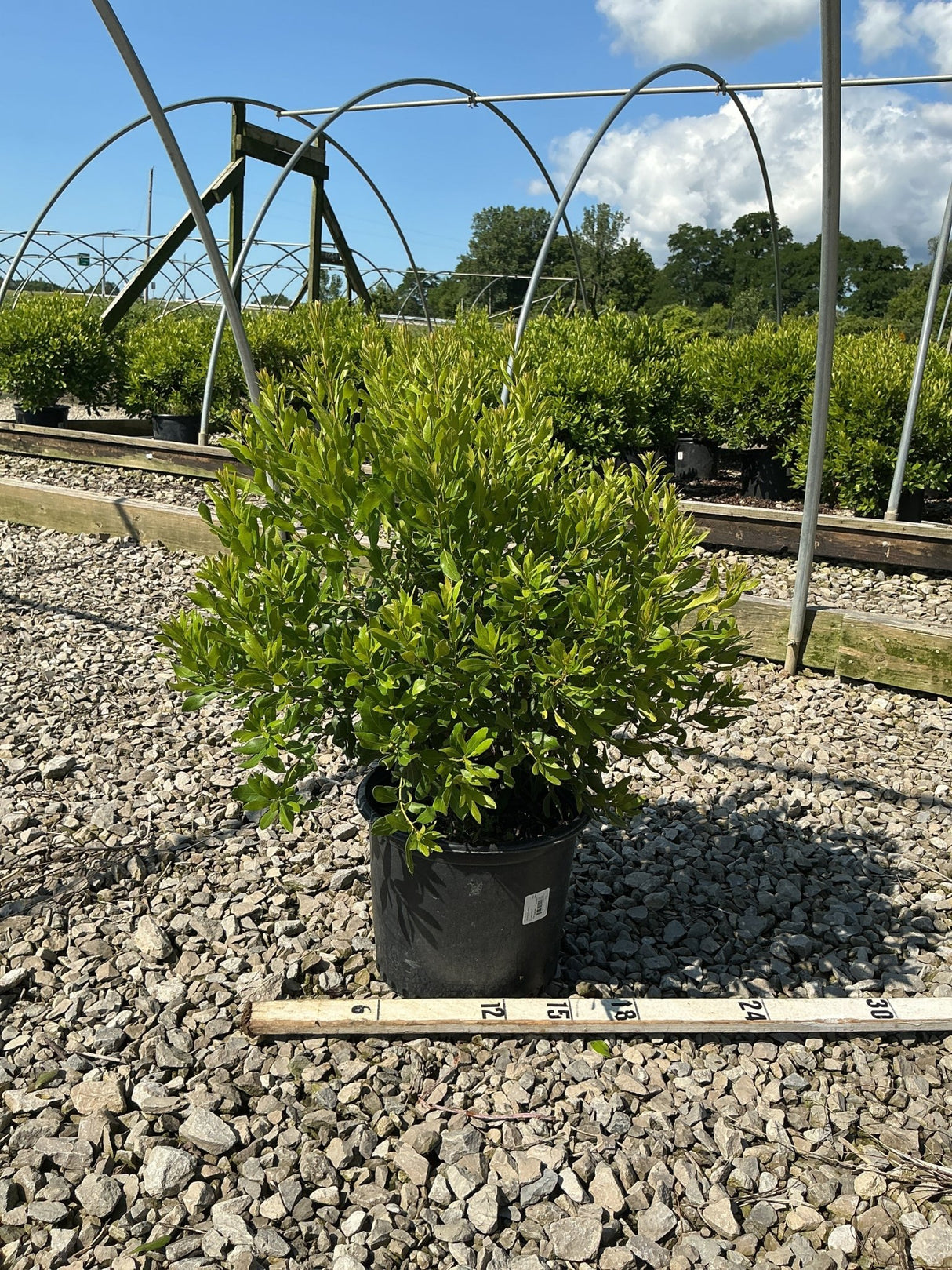 Northern Bayberry shrub in a #3 container displayed on gravel at a nursery, showing dense green foliage growth.