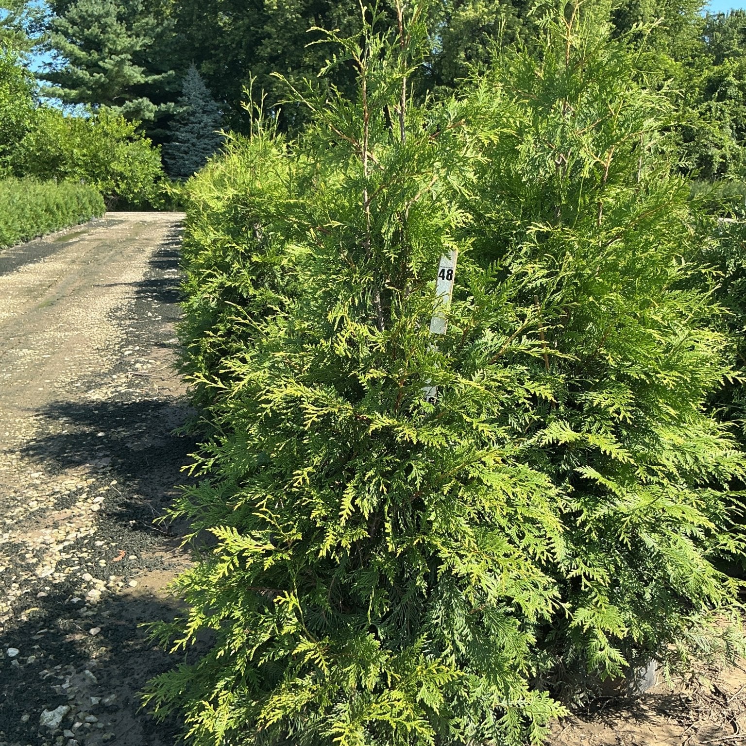 Green Giant Arborvitae in a nursery container showing dense, feathery green foliage and upright pyramidal habit.