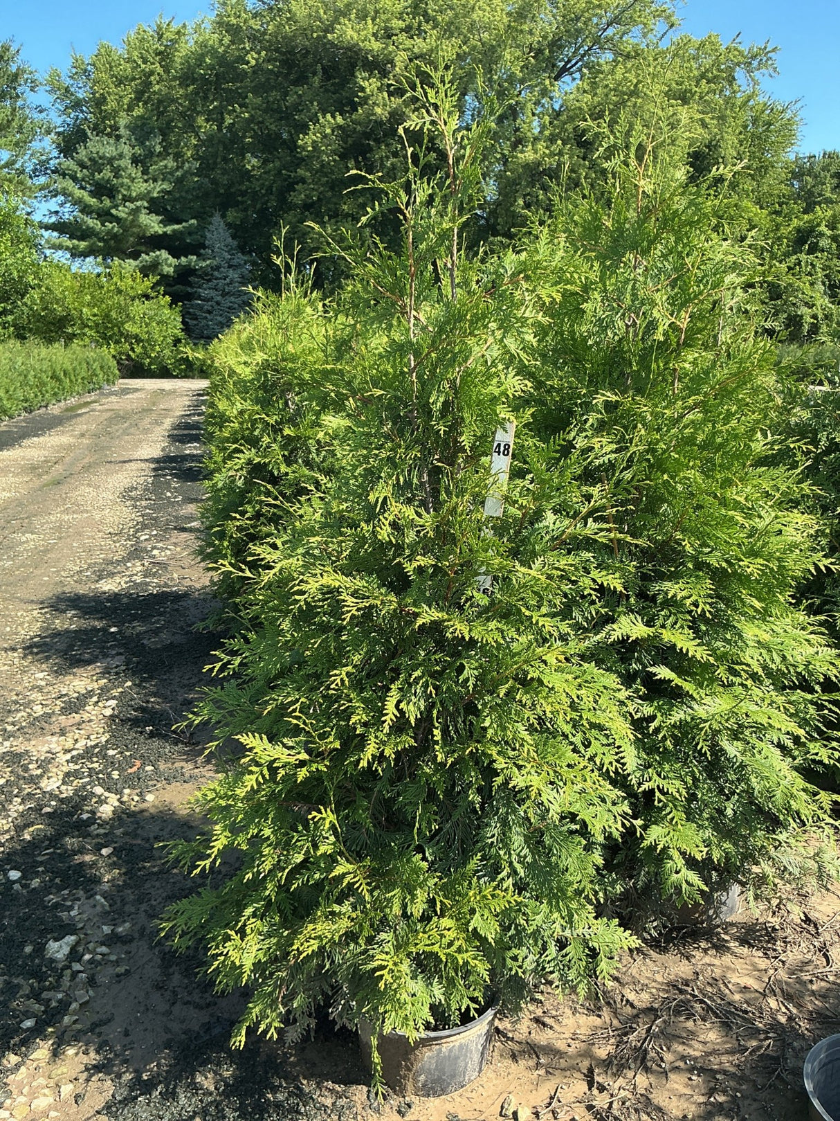 Green Giant Arborvitae in a nursery container showing dense, feathery green foliage and upright pyramidal habit.