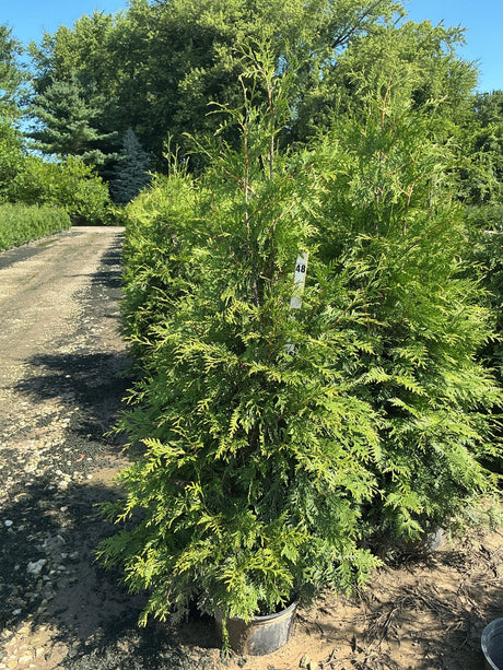 Green Giant Arborvitae in a nursery container showing dense, feathery green foliage and upright pyramidal habit.