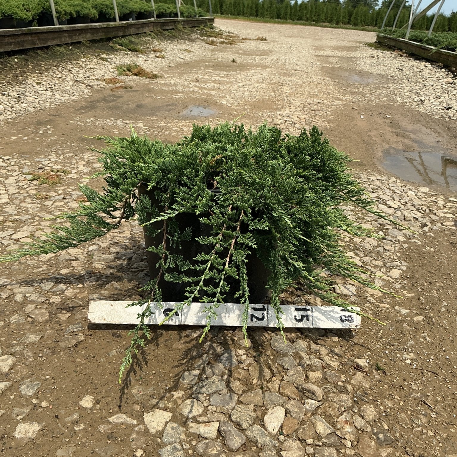 Blue Rug Juniper in a #3 container showing its low, spreading evergreen foliage on a gravel nursery path.