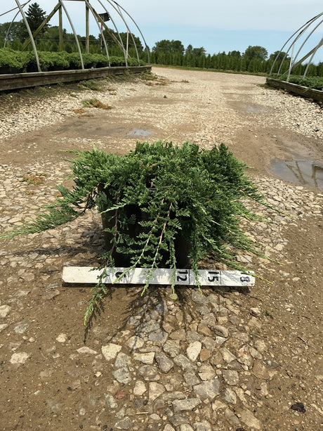Blue Rug Juniper in a #3 container showing its low, spreading evergreen foliage on a gravel nursery path.