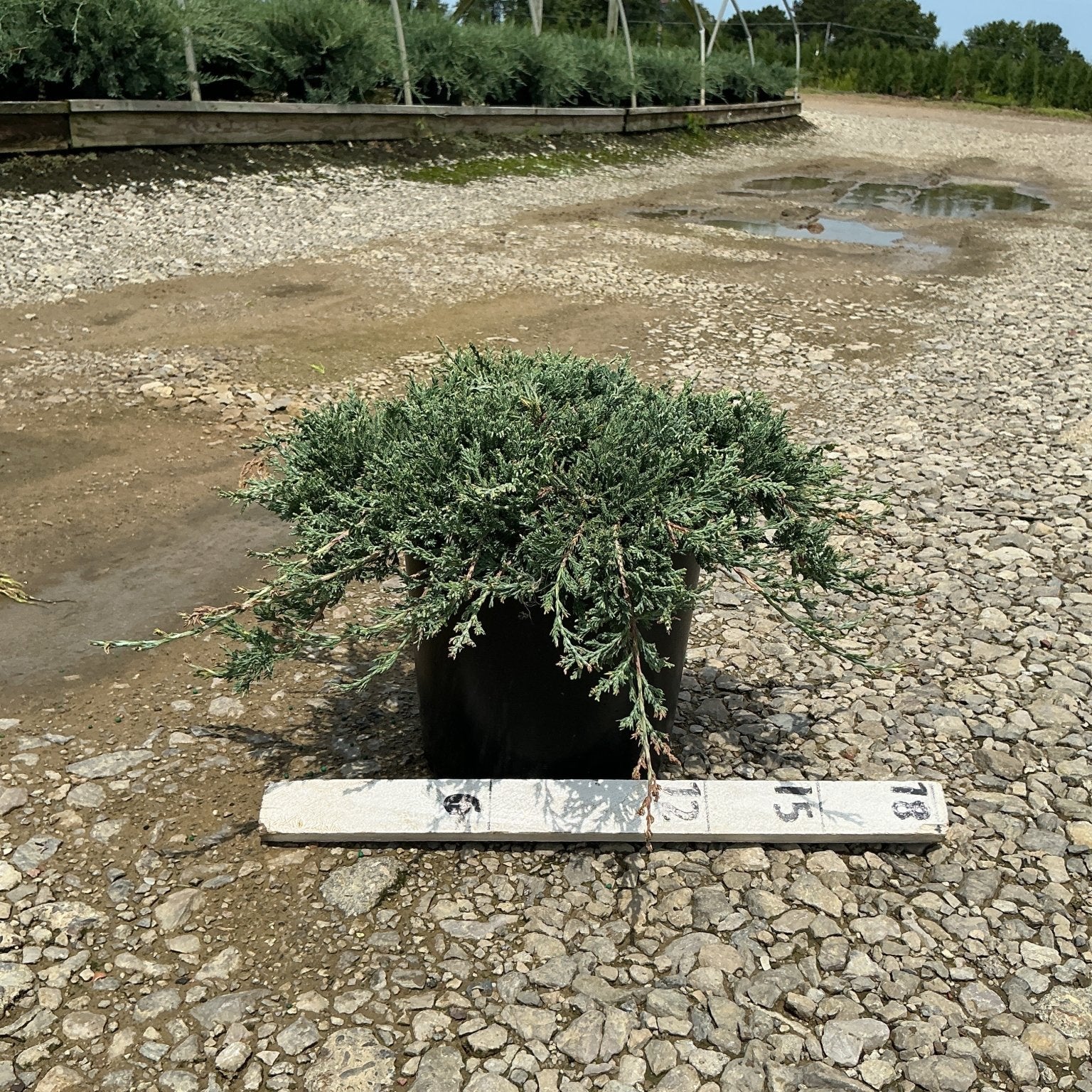 Blue Rug Juniper in a #2 container displaying its low spreading blue-green foliage at a nursery yard.