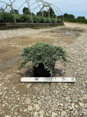 Blue Rug Juniper in a #2 container displaying its low spreading blue-green foliage at a nursery yard.