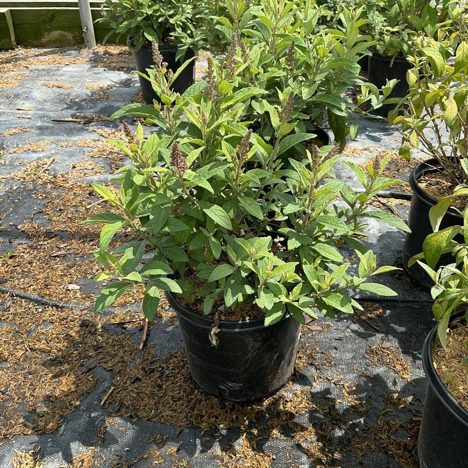 Lil' Raspberry Butterfly Bush in a black nursery container showing dense green foliage with emerging pink flower spikes.