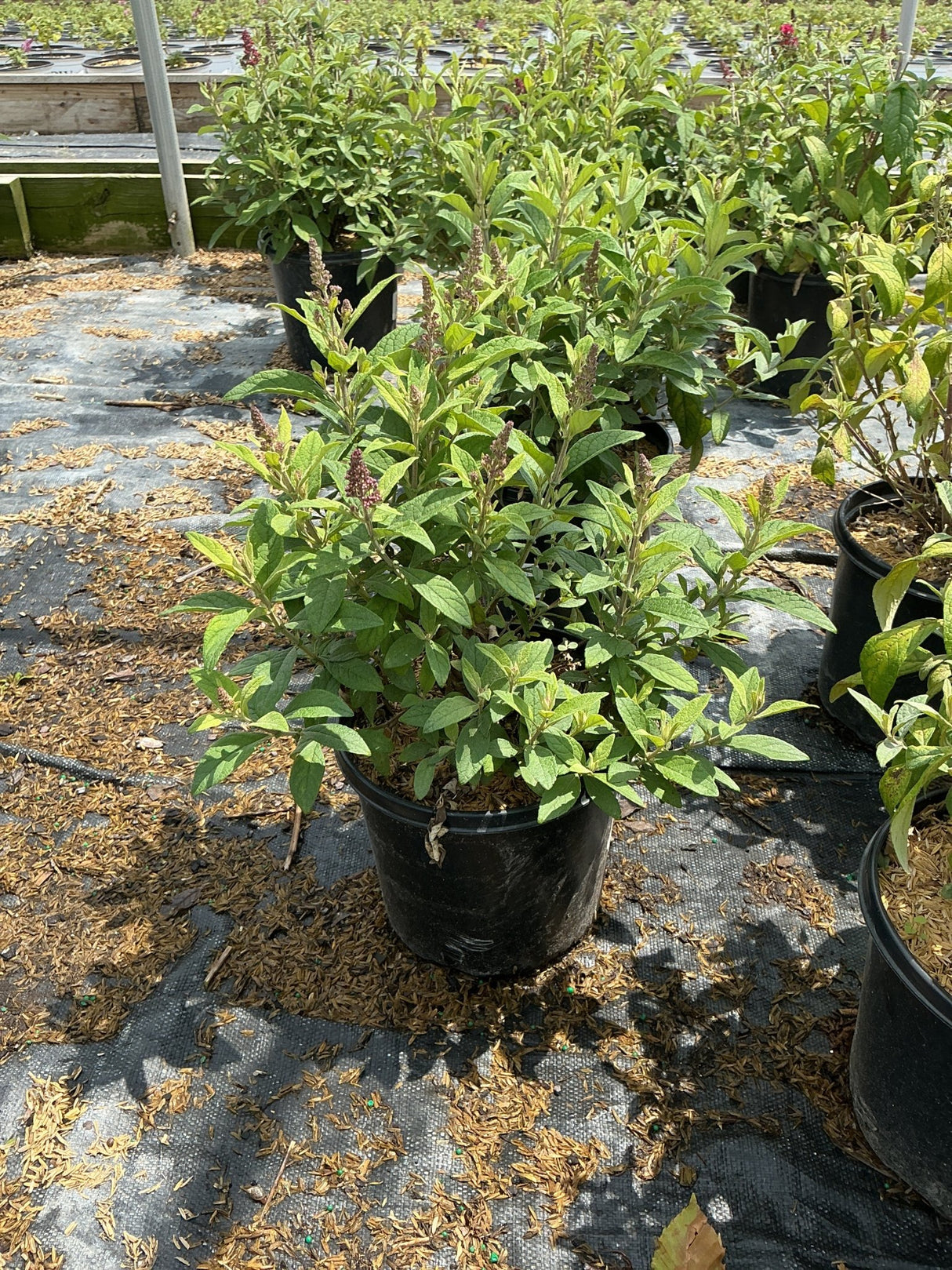 Lil' Raspberry Butterfly Bush in a black nursery container showing dense green foliage with emerging pink flower spikes.