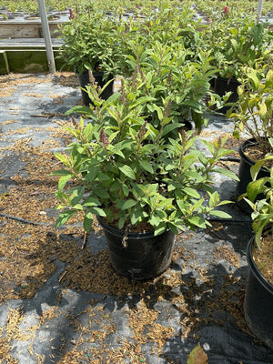 Lil' Raspberry Butterfly Bush in a black nursery container showing dense green foliage with emerging pink flower spikes.