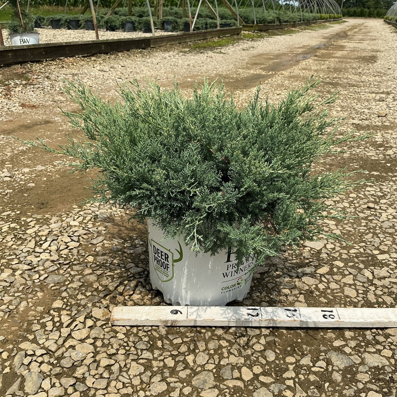 Montana Moss Juniper in a #3 container showing dense blue-green mounding foliage at a nursery growing facility.