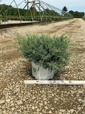 Montana Moss Juniper in a #3 container showing dense blue-green mounding foliage at a nursery growing facility.