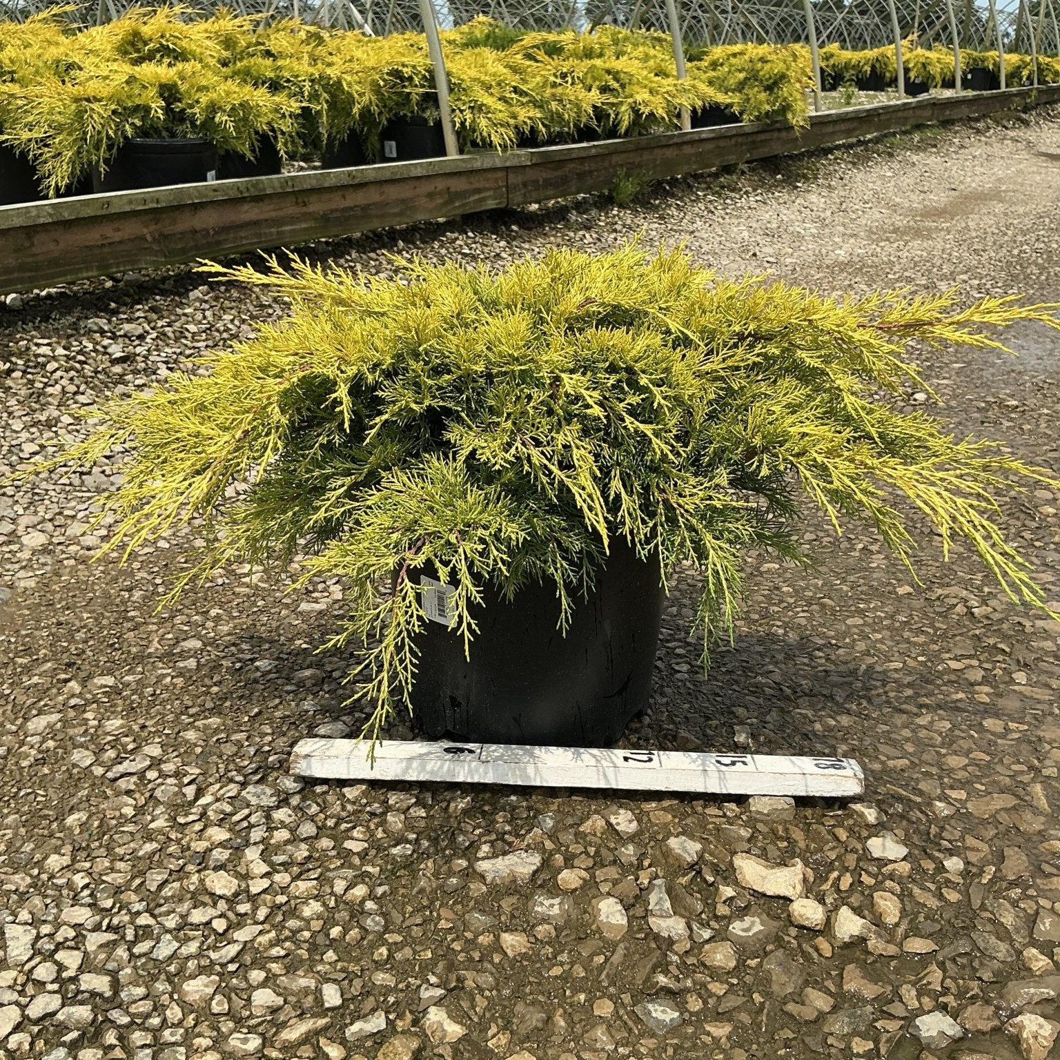 Gold Lace Juniper in a #3 container showing golden-yellow spreading foliage at a nursery greenhouse.