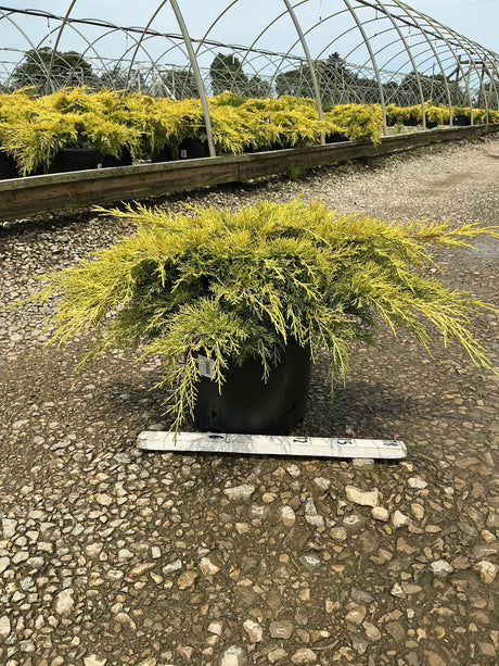 Gold Lace Juniper in a #3 container showing golden-yellow spreading foliage at a nursery greenhouse.