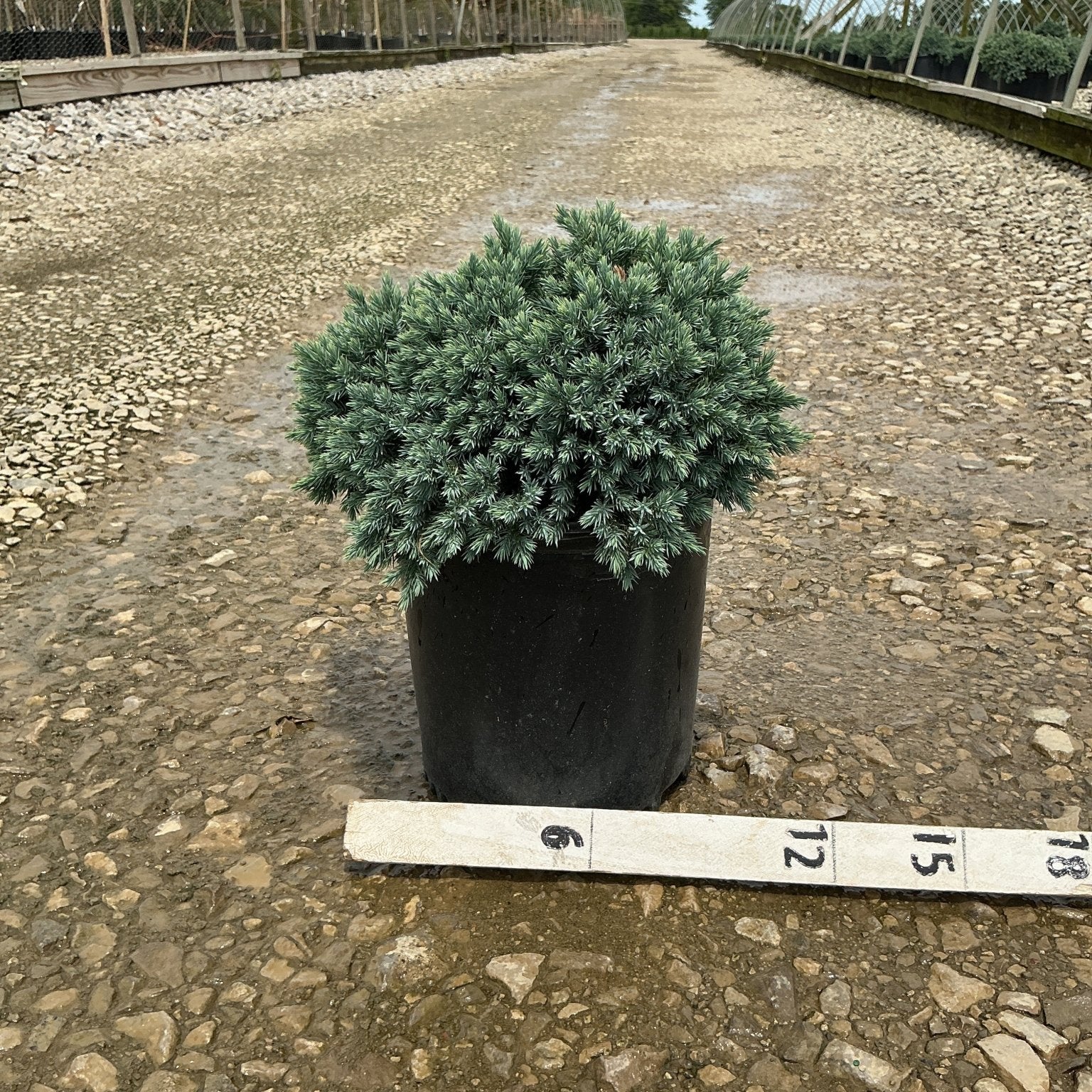 Blue Star Juniper in a #2 container displaying dense, silvery-blue needle foliage at a nursery growing facility.