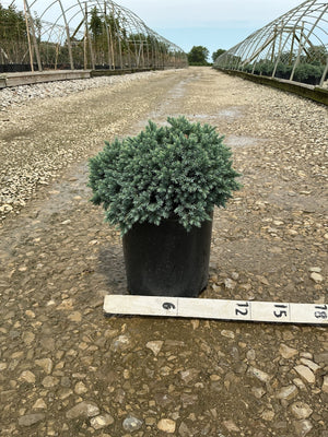 Blue Star Juniper in a #2 container displaying dense, silvery-blue needle foliage at a nursery growing facility.