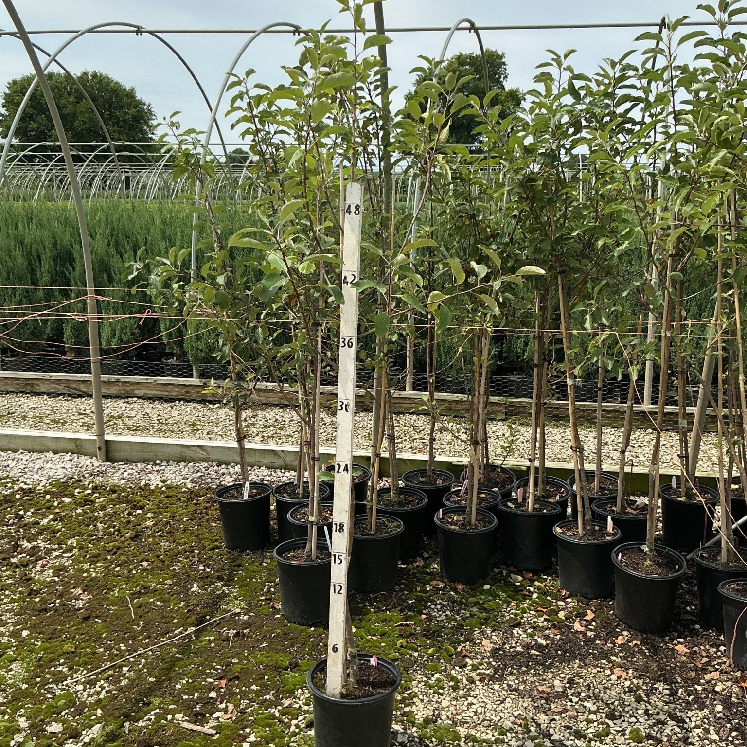 Gala Apple Tree in a #2 container next to a measurement stake showing approximately 48 inches tall at a nursery.