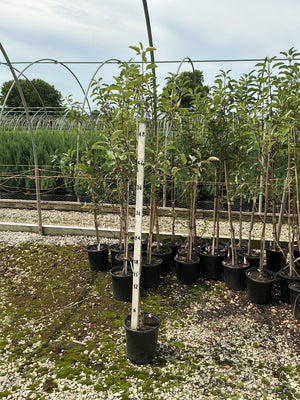 Gala Apple Tree in a #2 container next to a measurement stake showing approximately 48 inches tall at a nursery.