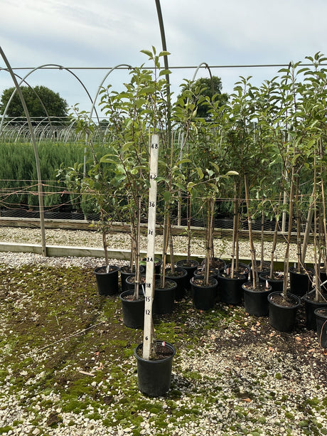 Gala Apple Tree in a #2 container next to a measurement stake showing approximately 48 inches tall at a nursery.
