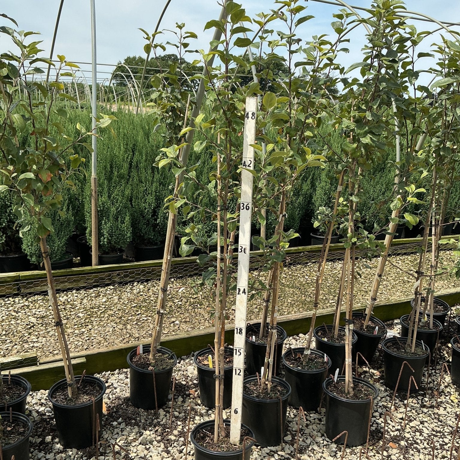 Braeburn Apple Trees in black nursery containers displayed on gravel with a measurement stake showing approximately 48 inches tall.