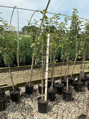 Braeburn Apple Trees in black nursery containers displayed on gravel with a measurement stake showing approximately 48 inches tall.