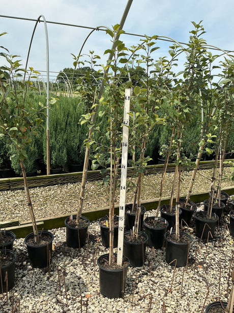 Braeburn Apple Trees in black nursery containers displayed on gravel with a measurement stake showing approximately 48 inches tall.