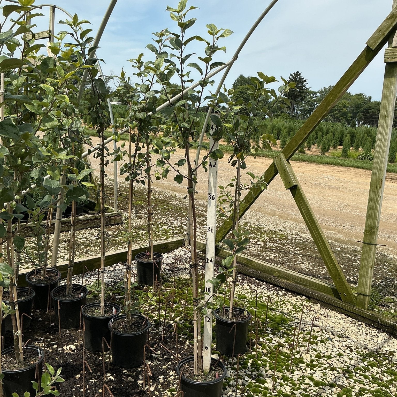 Honeycrisp apple trees in black nursery containers displayed under a hoop house frame with a measuring stick showing approximately 48 inches tall.