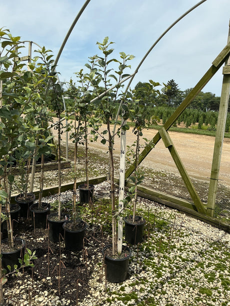 Honeycrisp apple trees in black nursery containers displayed under a hoop house frame with a measuring stick showing approximately 48 inches tall.