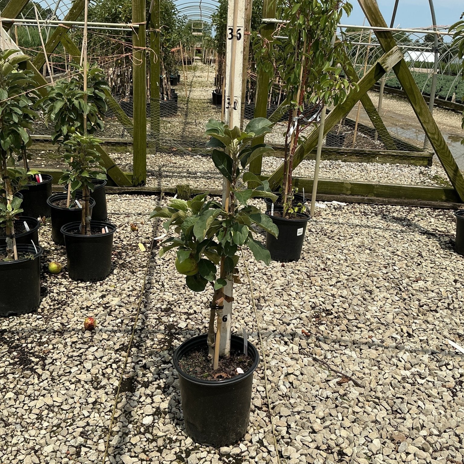 Urban Apple Tangy Green columnar apple tree in a black nursery container, shown growing in a greenhouse setting.