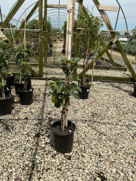 Urban Apple Tangy Green columnar apple tree in a black nursery container, shown growing in a greenhouse setting.