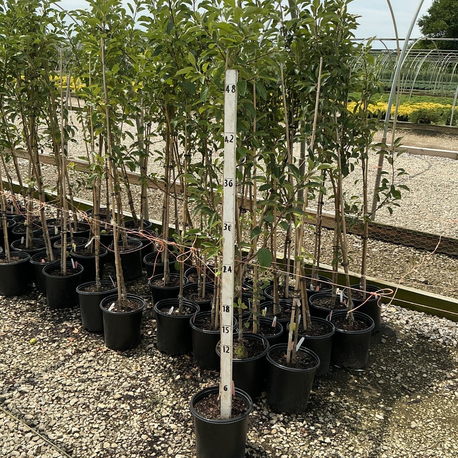 Yellow Delicious Apple Trees in #2 containers displayed on a nursery bench with a height measuring stick showing approximately 48 inches.