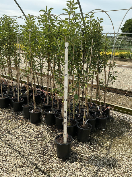 Yellow Delicious Apple Trees in #2 containers displayed on a nursery bench with a height measuring stick showing approximately 48 inches.