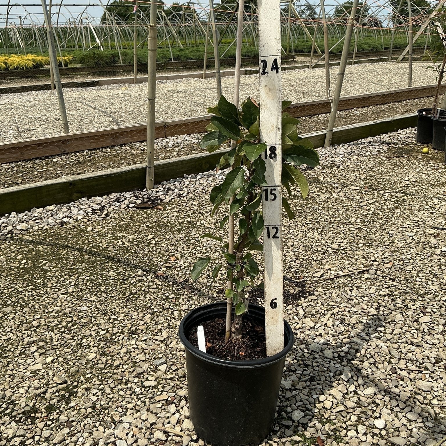 Tasty Red Columnar Apple tree in a #2 container shown against a measurement stake at a nursery, reaching about 18 inches tall.