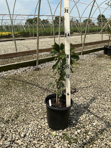 Tasty Red Columnar Apple tree in a #2 container shown against a measurement stake at a nursery, reaching about 18 inches tall.